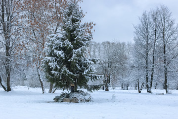 winter snow on tree PARK