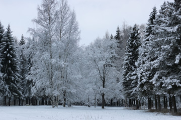 winter snow on fir tree