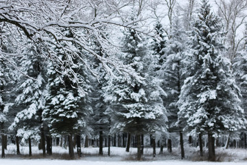 winter snow on fir tree branch