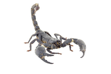 Scorpion isolated on white background