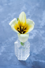 flower a tulip on a table, selective focus