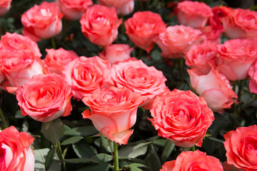 pale pink shrub roses background.Pink roses in the garden.Pink r