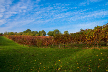 Fototapeta premium Vigne