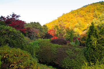 Autumn scenery in Korea( autumnal colored trees ) / A view of wonderful Autumn scenery with autumnal colored trees in Korea 
