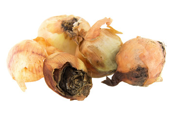 rotten onion isolated on white background