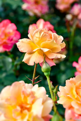 Obraz premium Orange rose 