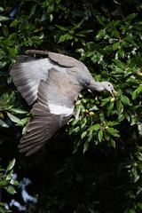 Fototapeta premium Common Wood Pigeon, Wood Pigeon, Columba palumbus