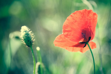 Poppies In Green Background