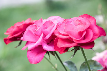 Pink And Red Roses In The Garden