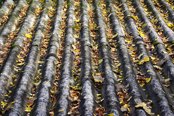 Wellendach mit Herbstblätter