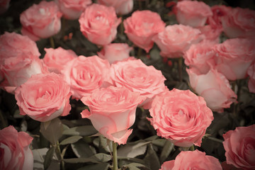 Real retro roses background.Pink retro roses background.Vintage