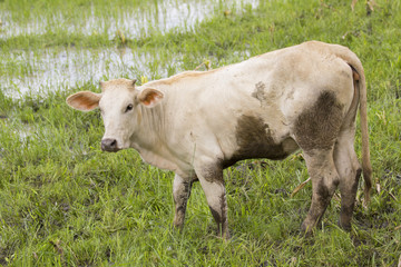 Image of a cow standing staring on nature background.