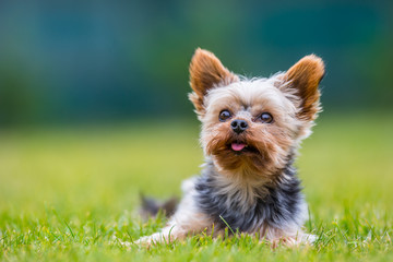 Portrait of male or female Yorkshire Terrier dog.