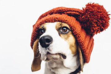 Cute beagle dog in warm orange hat - obrazy, fototapety, plakaty