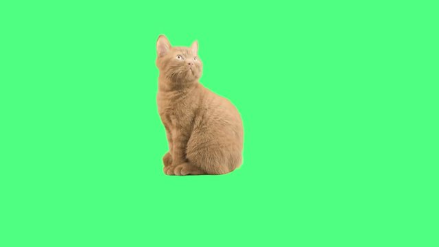 British funny brown kitten looking up and down on green screen