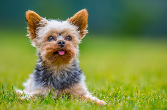 Portrait of male or female Yorkshire Terrier dog.