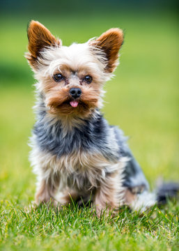 Portrait of male or female Yorkshire Terrier dog.