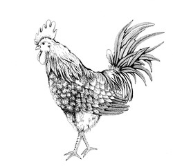 Vintage design with rooster - 125563223