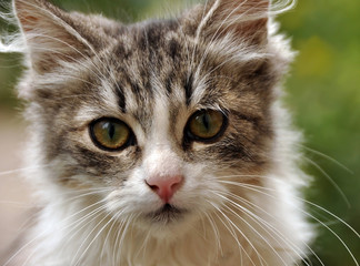 Kitten named Pushok