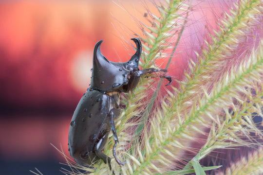 Rhinoceros beetle