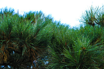 Pine needles of pine trees / A close up view of water drop condensed Pine needles of pine trees 