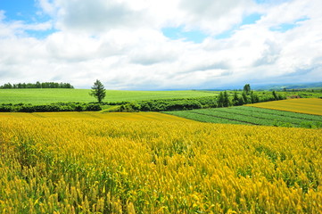 Agriculture Fields at Countryside of Japan