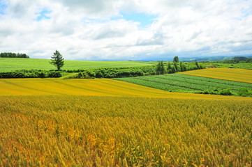 Agriculture Fields at Countryside of Japan