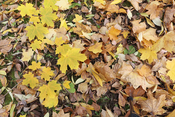 Yellow leaves of the Canadian maple against the background of th