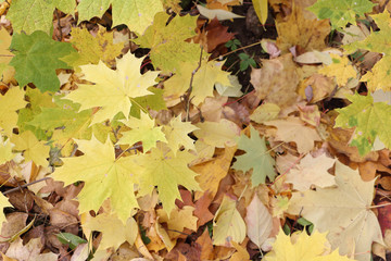 Yellow leaves of the Canadian maple against the background of th