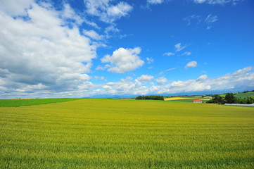Agriculture Fields at Countryside