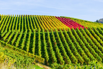 Weinberg im Schwarzwald