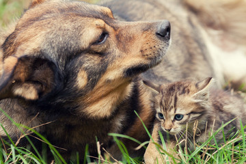 Big dog and a small kitten lying together on the grass