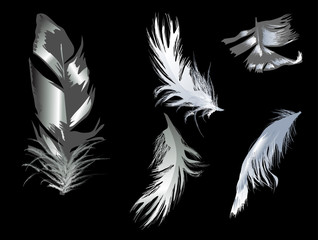 five grey feathers on black background