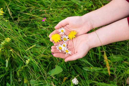 female hands with camomile, herbs on green grass background