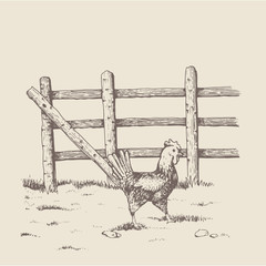 brood-hen at the farm - 125565046
