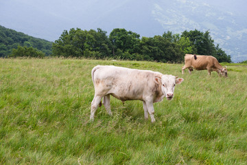 Fototapeta premium cows on the meadow