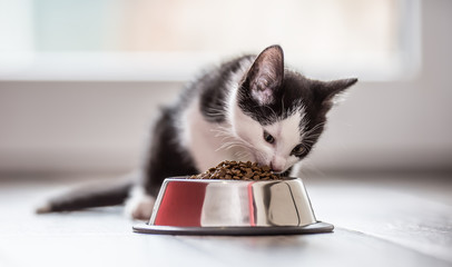 Naklejka premium Kot. Śliczny mały kotek z miską granulatu w domu lub w ogrodzie.