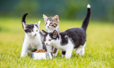 Cat. Cute little kitten with a bowl of granules at home or in the garden.