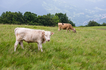 Naklejka na ściany i meble cows on the meadow