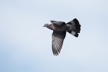Common Wood Pigeon, Wood Pigeon, Columba palumbus