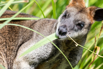 Close-up of a parma wallaby - obrazy, fototapety, plakaty