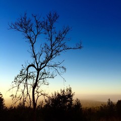 Obraz na płótnie Canvas Tree Silhouette