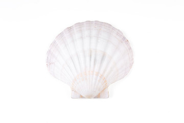 seashell isolated on a white background closeup