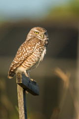 Burrowing owl (Athene cunicularia) is looking into your eyes.