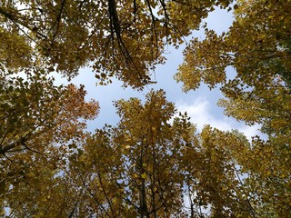 poplar tree