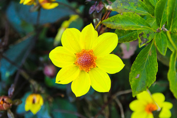chrysanthemum family flower / A view of water drop condensed chrysanthemum family flower 