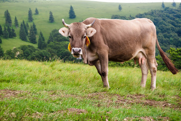Fototapeta premium cows on the meadow