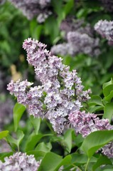 Obraz premium lilac flowers