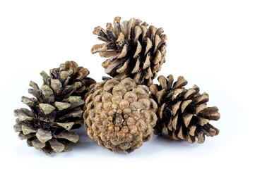 Fototapeta premium brown pine cone isolated on white background