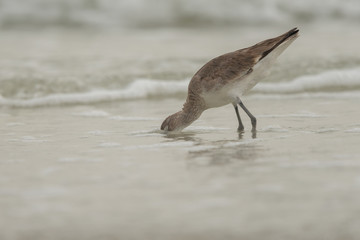 A willet (Tringa semipalmata) waking the beach at the edge of the waves.